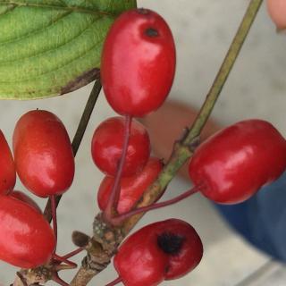 巜青铜葵花》一青铜买芦花鞋