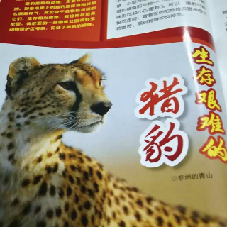 生存艰难的猎豹