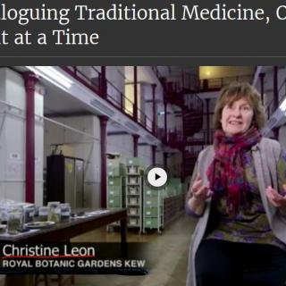 NO.301 Cataloguing Traditional Medicine, One Plant at a Time.  Christine Leon