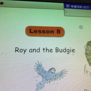 roy and the budgie
