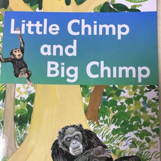 little chimp and big chimp20170524