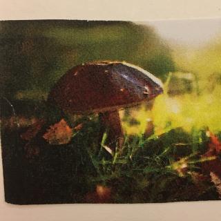 蘑菇🍄-by emily