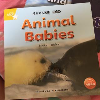 Animal  babies