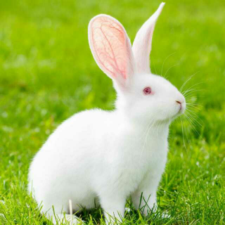 兔子的耳朵为什么特别长