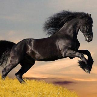 黑马的图腾  声音如水：美  感
