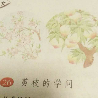 剪枝的学问