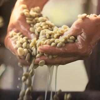 咖啡的种植和加工处理方法