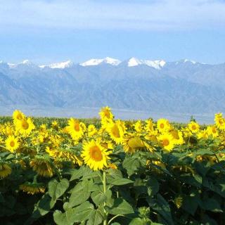 【天山向日葵 张抗抗】在线收听_靠近我· 温暖你_荔枝