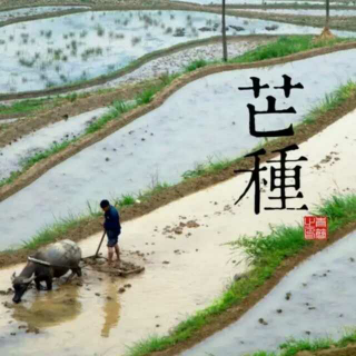 ［节气简说］芒种