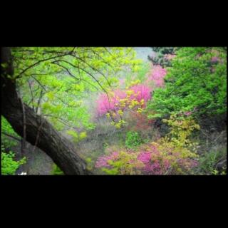 《诗意桃源，桃香诗间》文／梦烛思雨   合诵／碧海青天   灵动的鱼