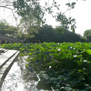 第九节气《芒种》