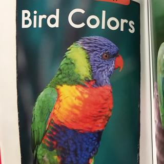 bird colors