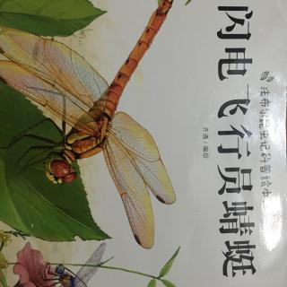 6、闪电飞行员蜻蜓