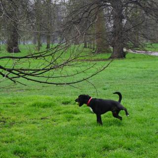 #Miko说#-Visit London第七期-Hyde Park