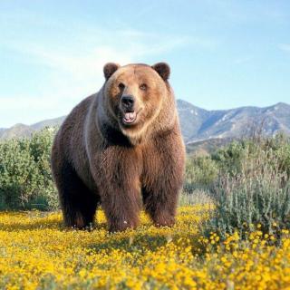 动物世界大百科-爱吃鱼的棕熊