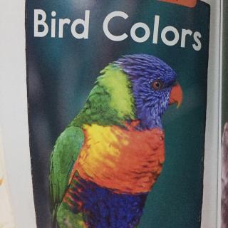 a，bird colors