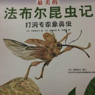 法布尔昆虫记象鼻虫