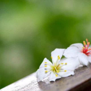 诵读：花开无声