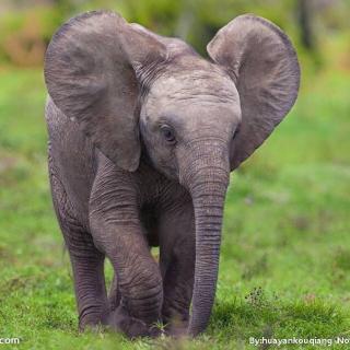 《小象的心愿🐘》