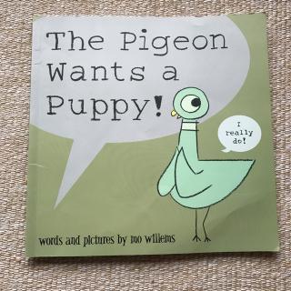 The pigeon wants a puppy