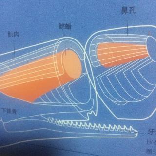 憋气纪录保持者