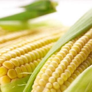 How corn came to the Indians