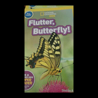 峰漪Flutter butterfly