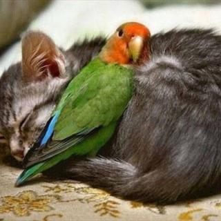 The parrot and the cat