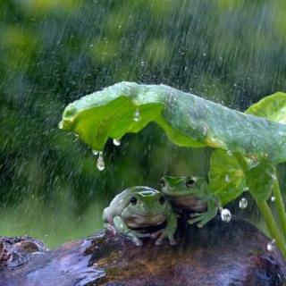 竹子姐姐《青蛙和绿色的伞》
