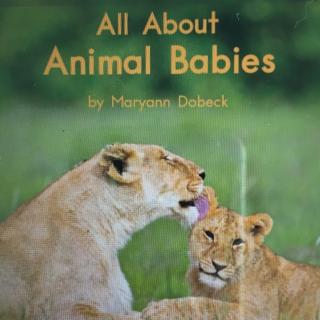 All about animal babies