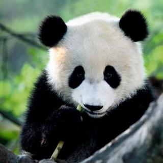 【疯狂动物园】终期·国宝大熊猫