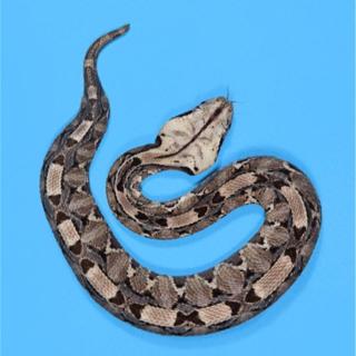 【艺童星姜老师讲故事】进化层次最高的蛇－蝰蛇