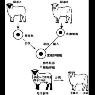 老蒋和你聊科学:克隆技术。