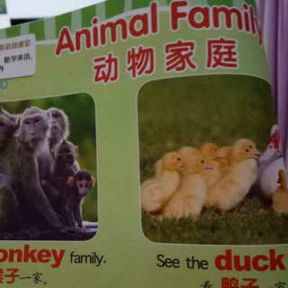 animal family