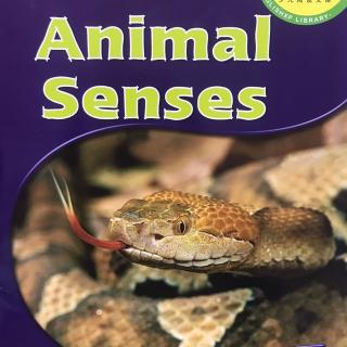 体验3B-animal senses