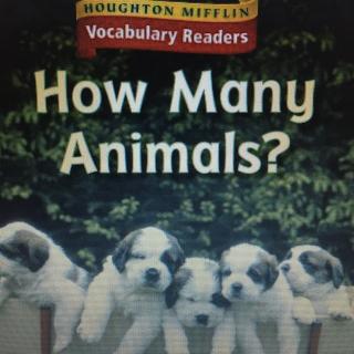 How many animals？多少动物