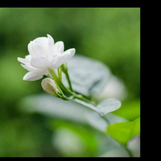 三毛《每到百合花开的季节，我总是想起他》