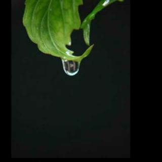 雨点落在青瓦上（文/陆苏）