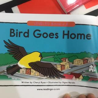 Bird goes home
