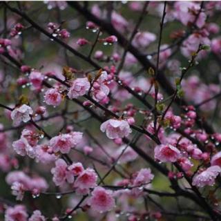 《一路杏花春雨  从梦里赶来》合诵：碧海青天   窗外