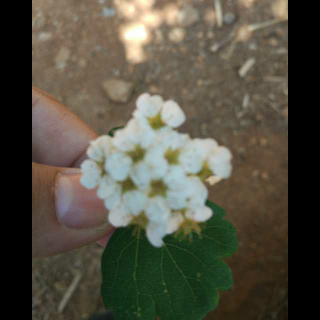 夏至未至:夏之纪年