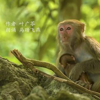 《猎人与母猴》作者 叶广苓 朗诵 马踏飞燕