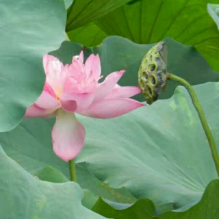 你是我水中的莲花｜（献给莲花女子学院）