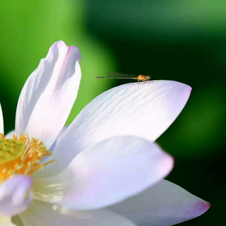 梁爽美文朗诵《夏至，寻一处光阴的静好》