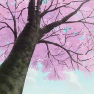 席慕蓉——一棵开花的树