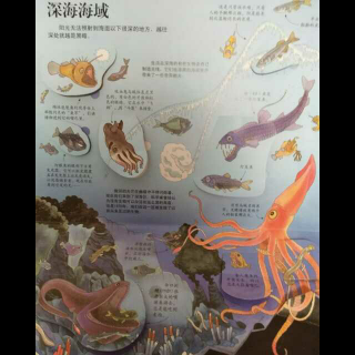 《揭秘海洋》3