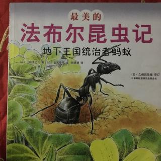 法布尔昆虫记地下王国统治者蚂蚁