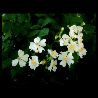 纯音乐:传奇乐坊---清香回溢