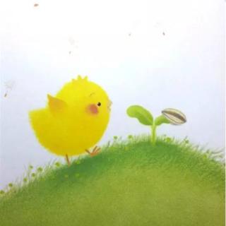小鸡球球和向日葵