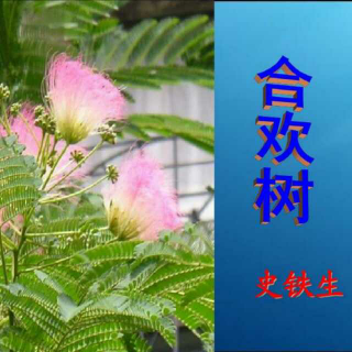 合欢树史铁生最后一段赏析(合欢树史铁生阅读理解及答案)